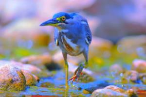 华语辩论世界杯，历届冠军的辉煌与传承华语辩论世界杯历届冠军