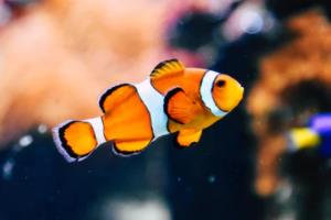 世界杯曾用名，一场跨越时空的体育盛事世界杯曾用名